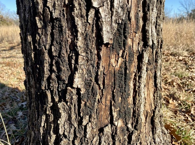 Close-up of diseased oak tree bark showing frost crack and fungal staining in Tulsa